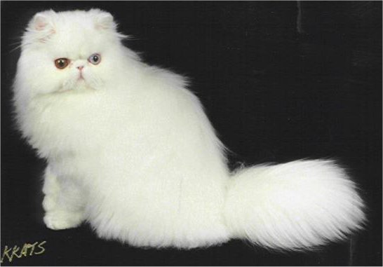 odd eye white champion persian queen
